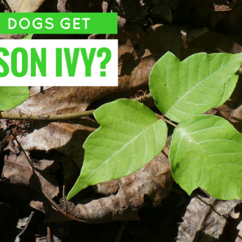 can dogs get poison ivy