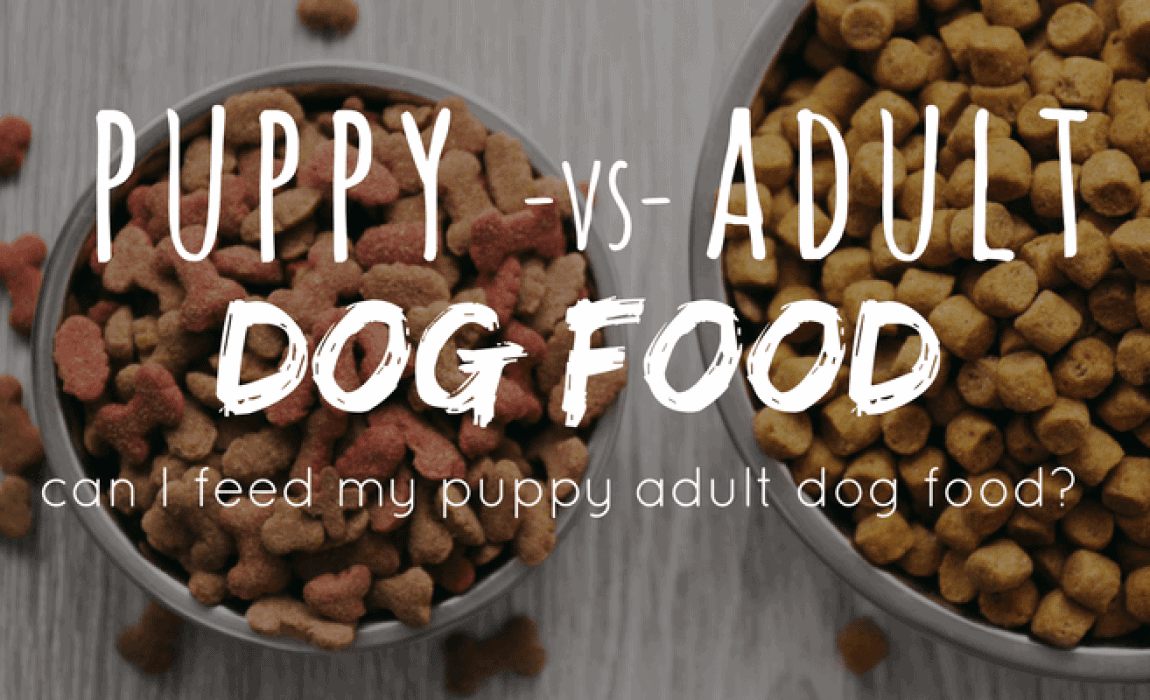 can I feed puppy adult dog food 1