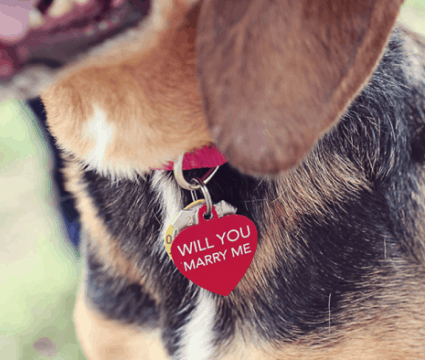 dog proposal