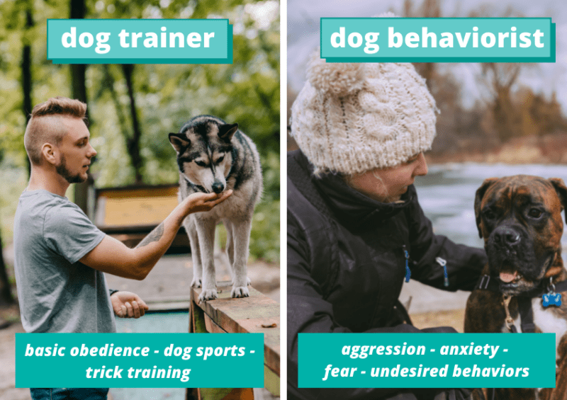 dog trainers vs dog behaviorist