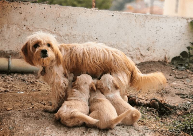 mom with puppies
