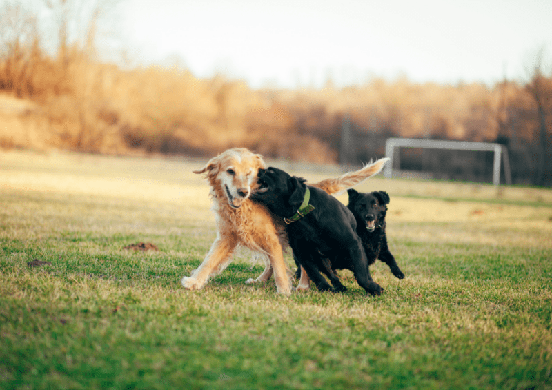 dogs playing off-leash