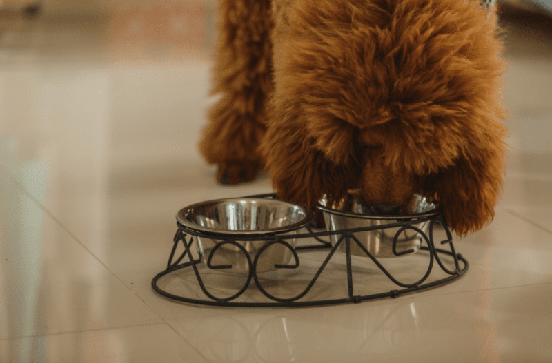 best elevated dog food bowls
