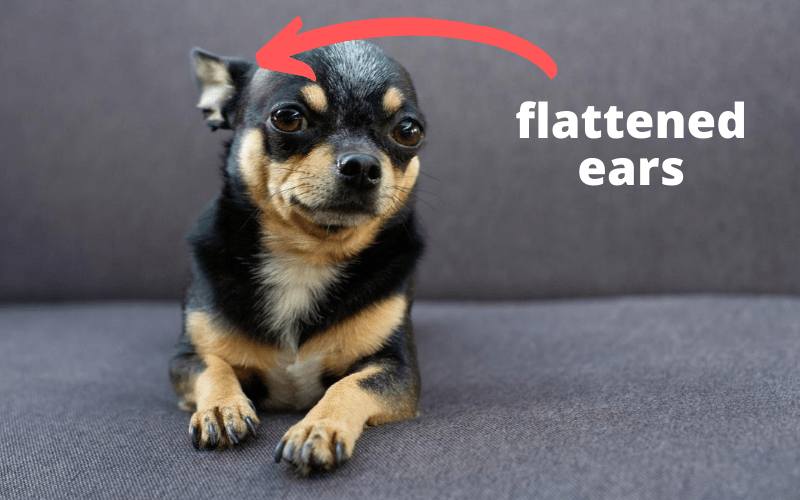 flat ears