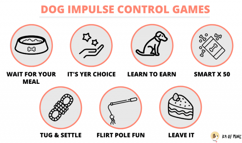 dog focus games