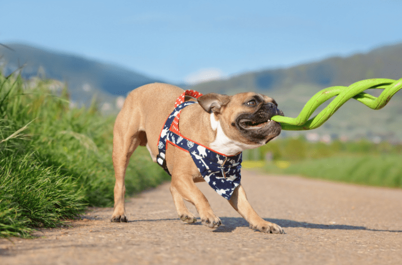 French bulldog playing tug of war
