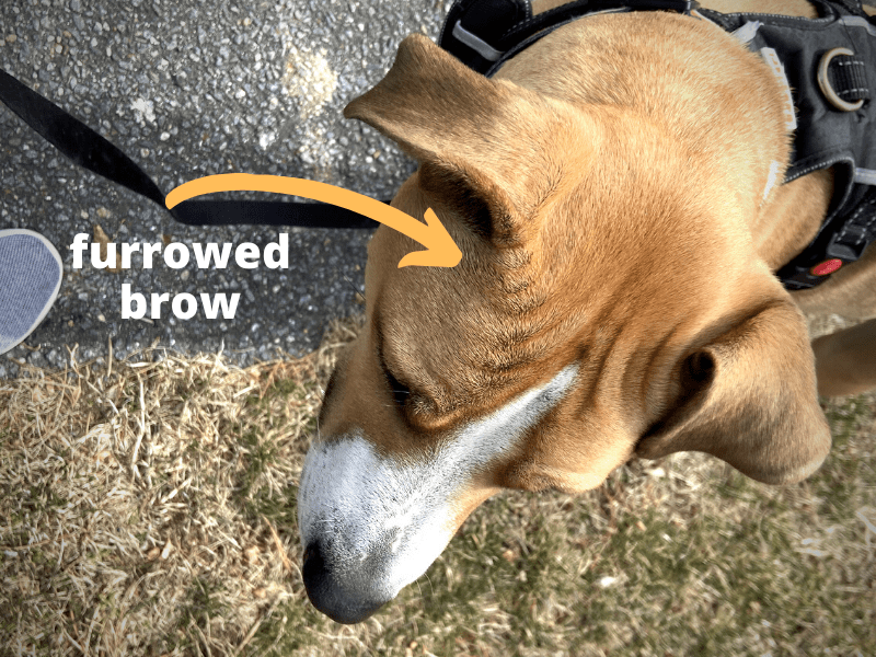 furrowed-brow