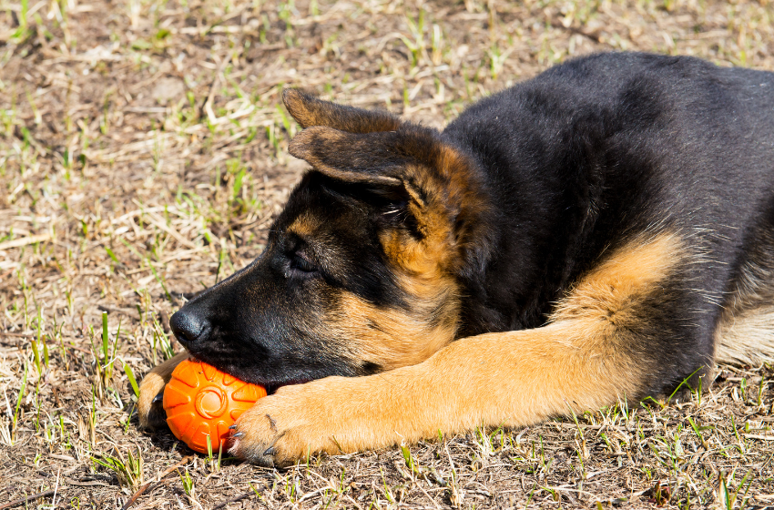 german shepherd puppy orange ball