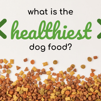 healthiest-dog-food