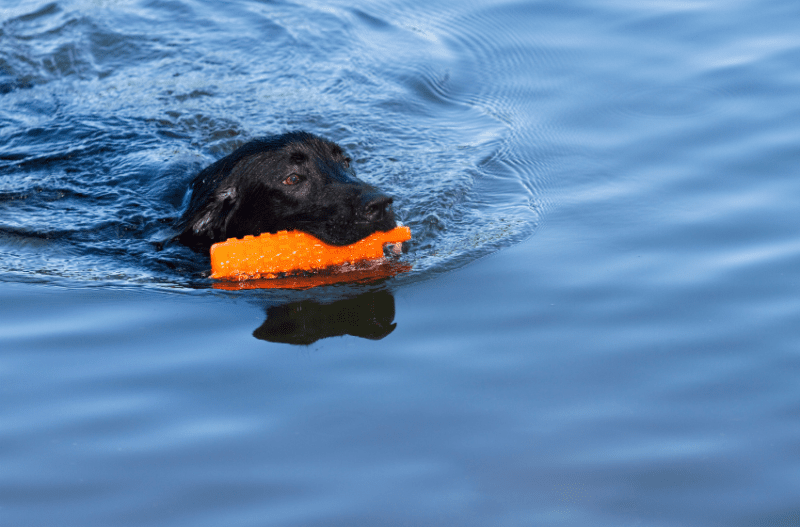lab swimming with bumper toy