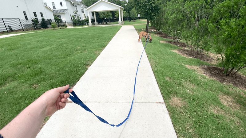 Remy on long leash