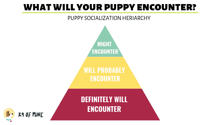 puppy-socialization-heirarchy