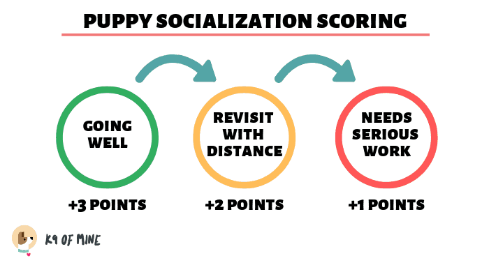 puppy-socialization-score