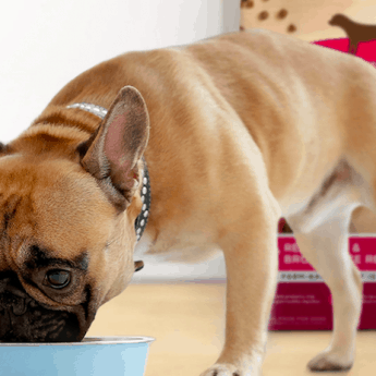 rachael ray nutrish dog food review