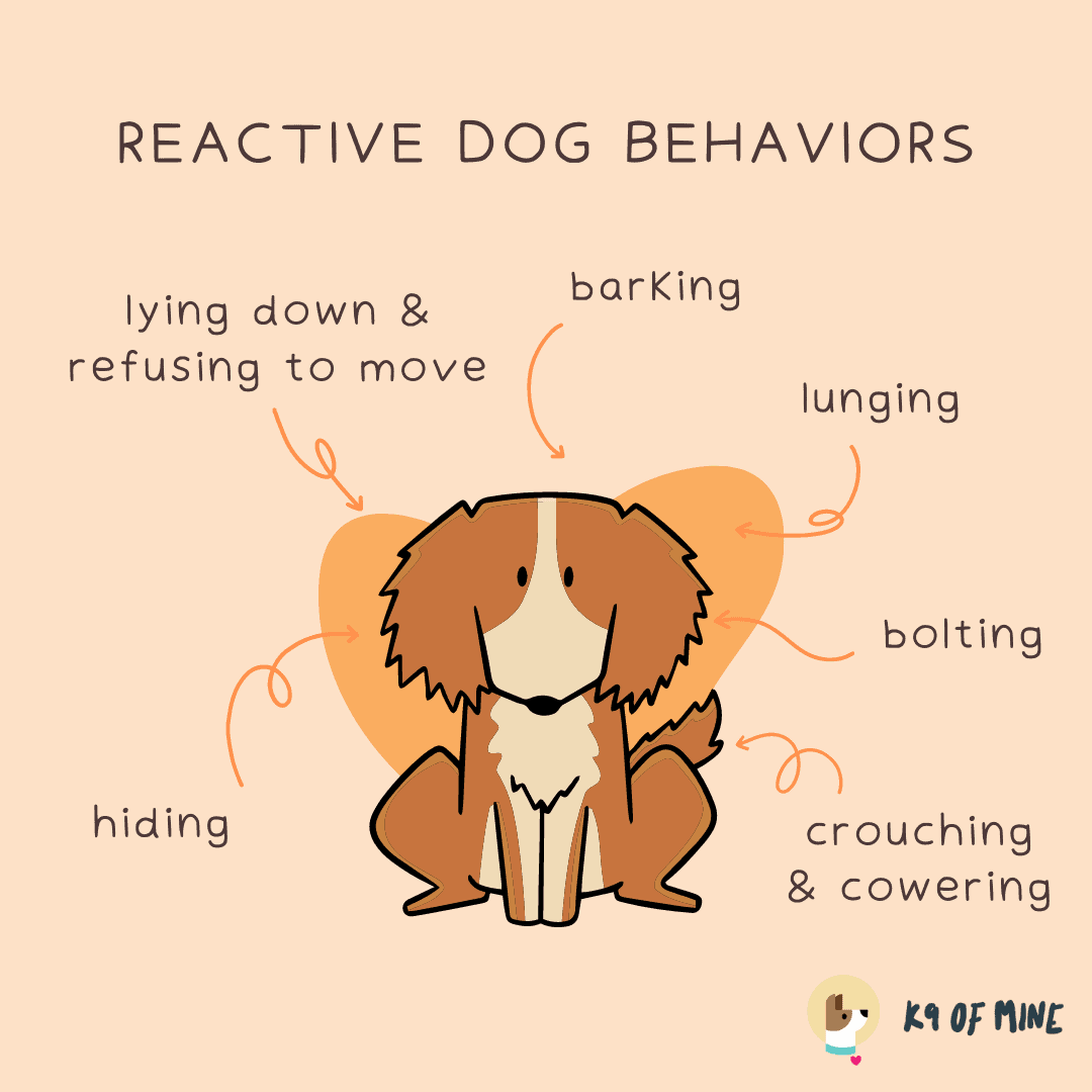 reactive dog behaviors