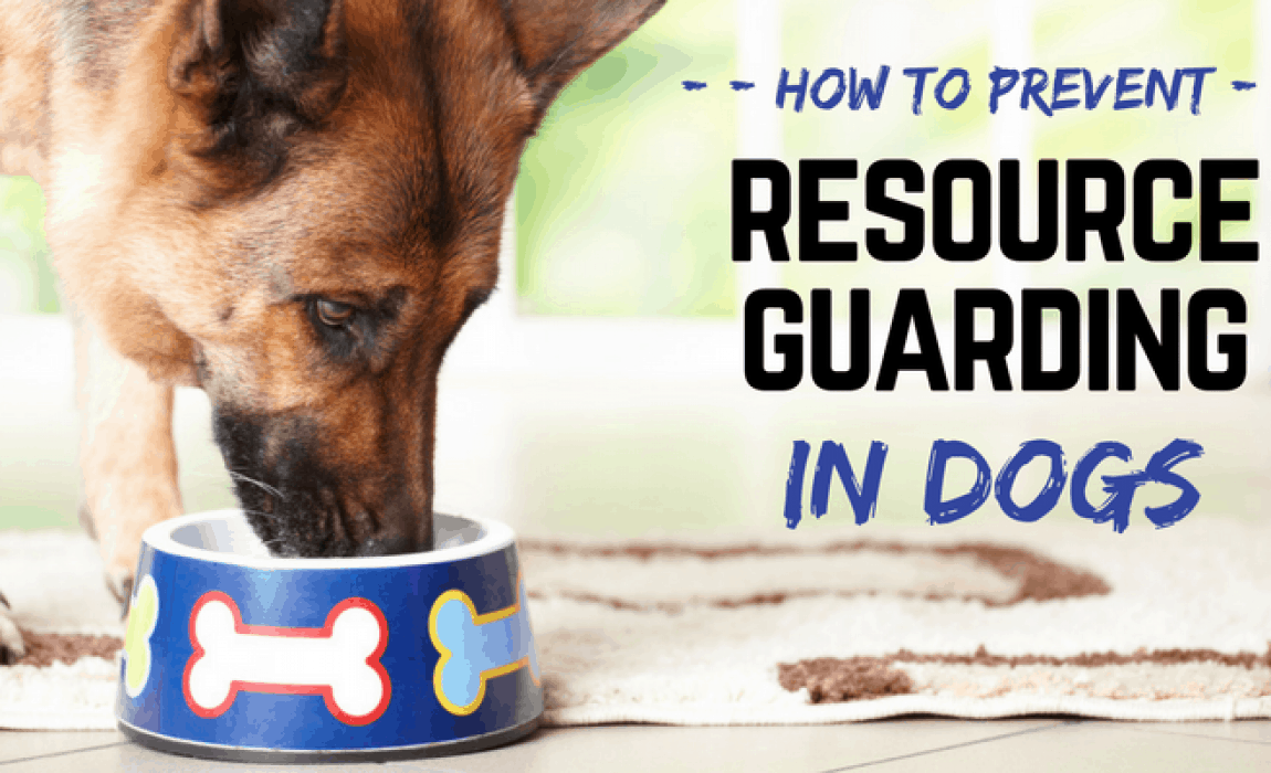 resource guarding in dogs