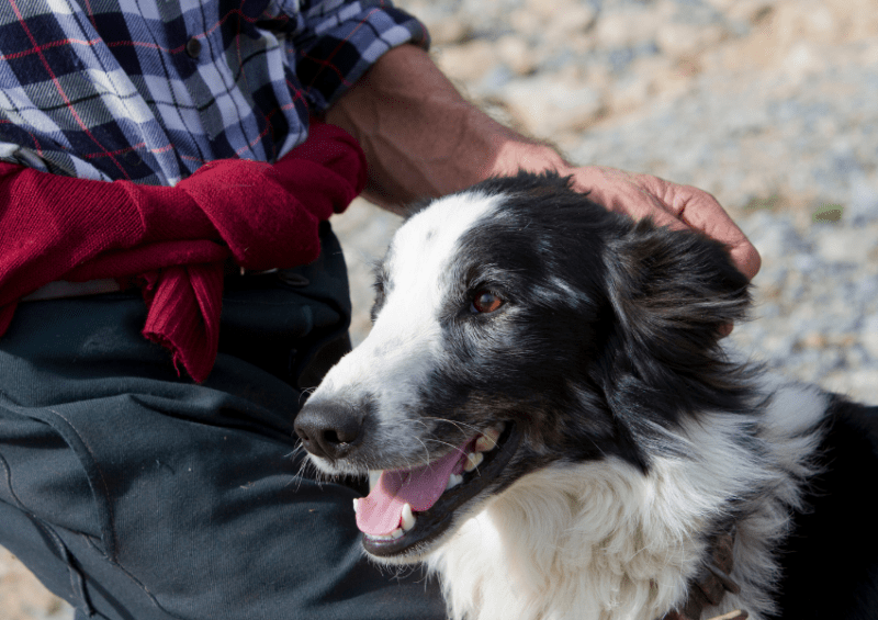 shepherd dog with human