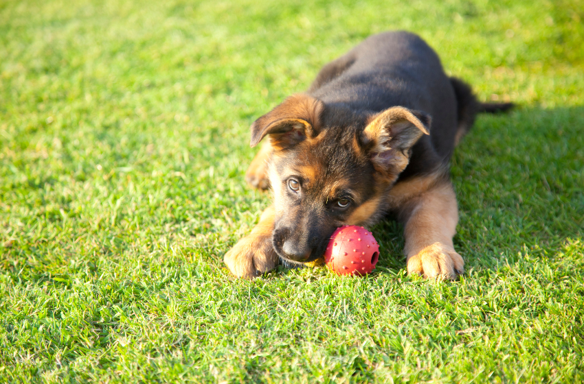 shepherd puppy with textured ball