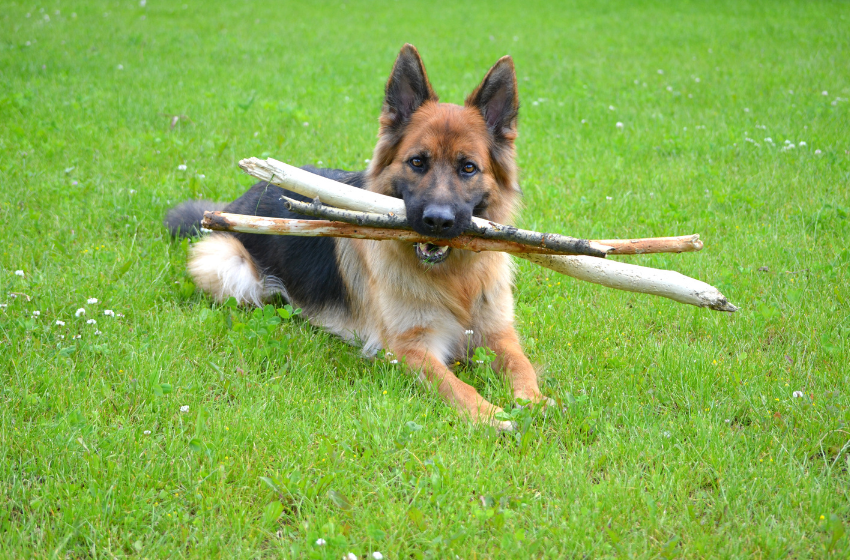 shepherd with sticks