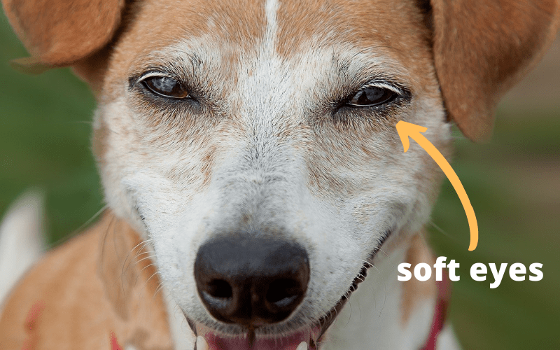 soft dog eyes