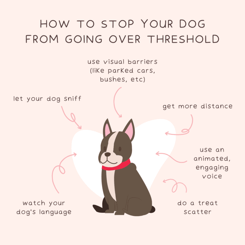 stop dog from going over threshold