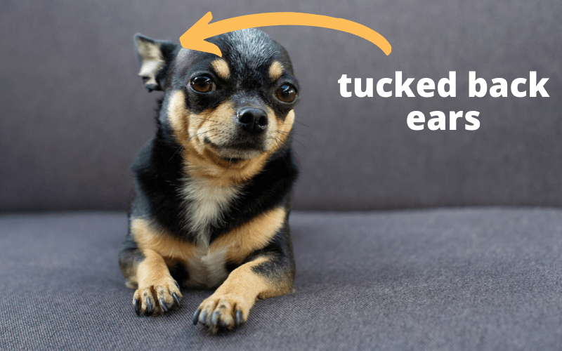 tucked ears