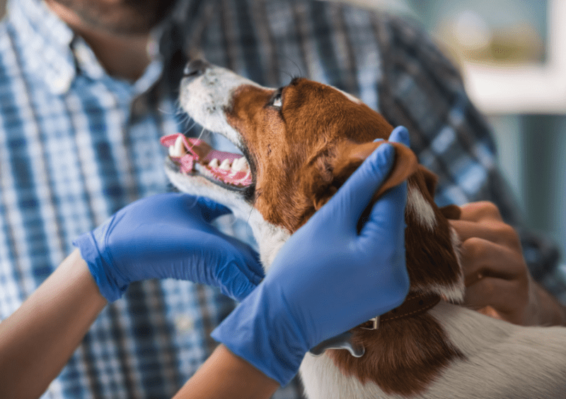 veterinary behaviorist