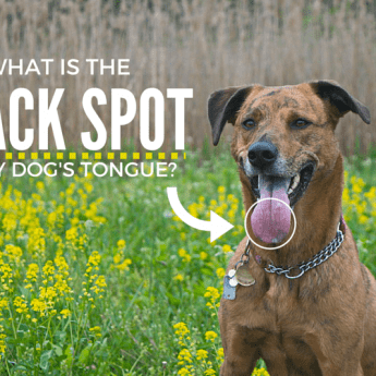dark spot on dogs tongue title