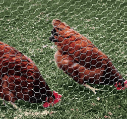 poultry metal fencing
